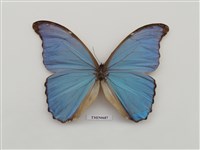 藏品(大藍閃蝶)的圖片